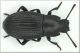 Tenebrionide 2.jpg