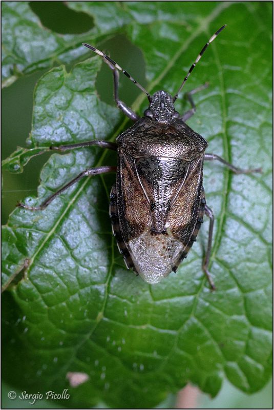 Pentatomidae-sp-20230530-003-DPPWf.jpg