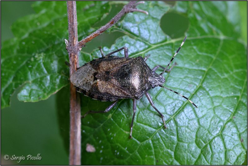 Pentatomidae-sp-20230530-001-DPPOGf.jpg