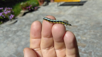 larva falena.jpg