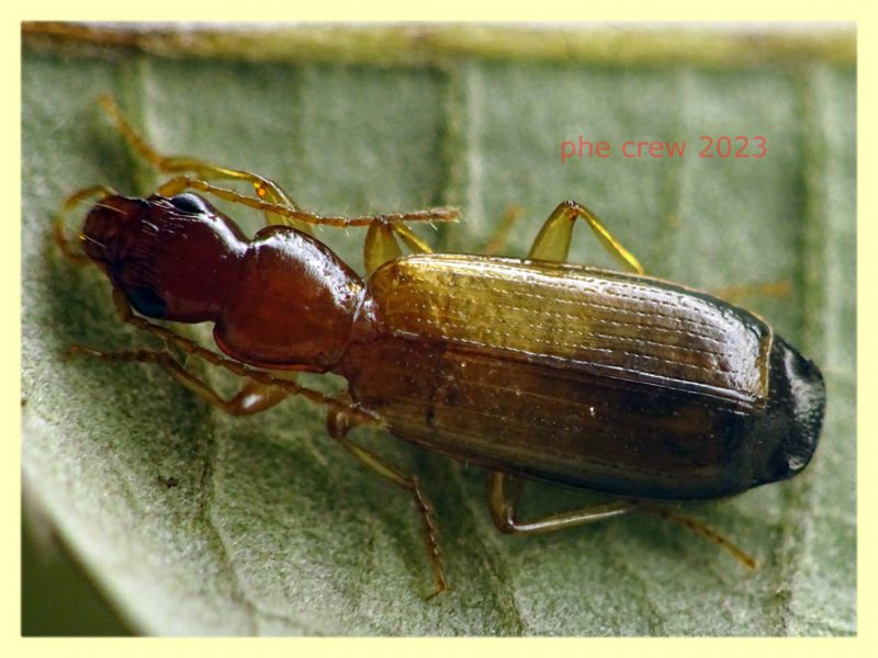 Paradromius linearis in nido di Turdus merula - 29.5.2023 Anzio Pocacqua - (4).JPG