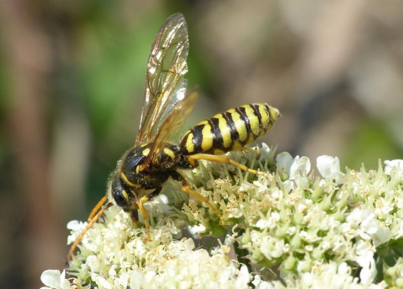 Polochrum repandum e.jpg