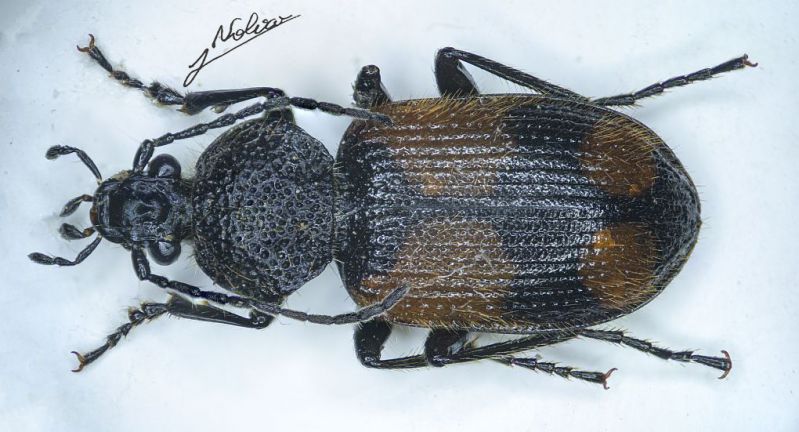 Panagaeus bipustulatus forse.jpg