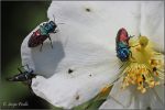 Buprestidae-Anthaxia-sp-20230527-007-OGf.jpg