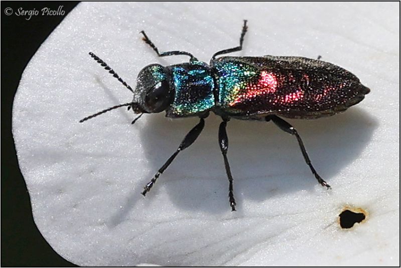 Buprestidae-Anthaxia-sp-20230527-006-JOGf.jpg