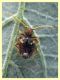 Ptinus obesus femmina in nido di Turdus merula - Anzio Pocacqua 29.5.2023 - (1).JPG
