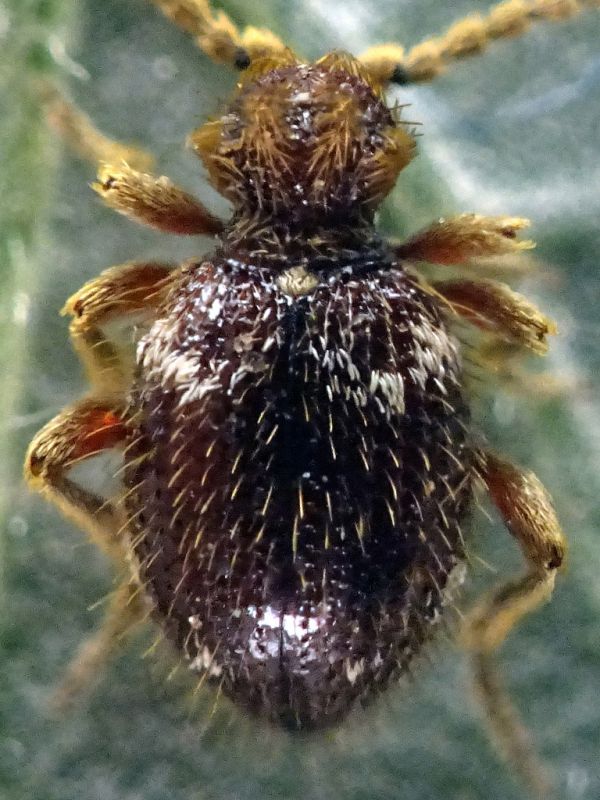 Ptinus obesus femmina in nido di Turdus merula - Anzio Pocacqua 29.5.2023 - (7).jpg