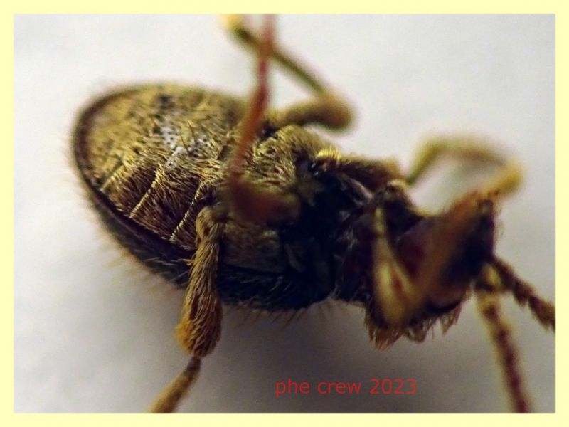 Ptinus obesus femmina in nido di Turdus merula - Anzio Pocacqua 29.5.2023 - (3).JPG