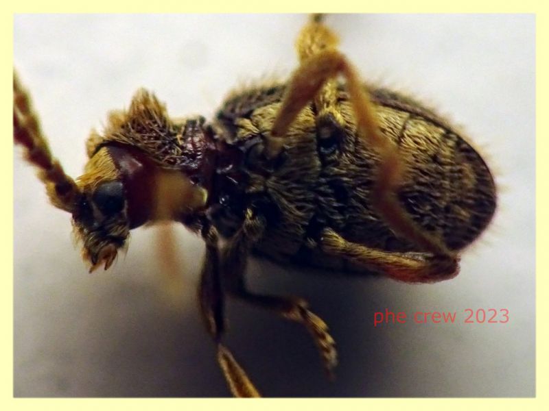 Ptinus obesus femmina in nido di Turdus merula - Anzio Pocacqua 29.5.2023 - (5).JPG