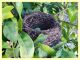 Ptinus obesus femmina in nido di Turdus merula - Anzio Pocacqua 29.5.2023 - (8).jpg