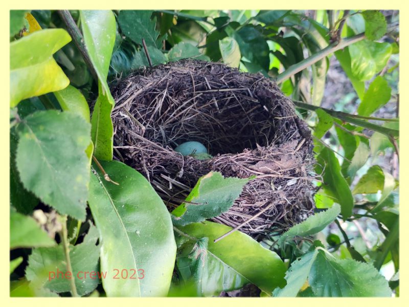 Ptinus obesus femmina in nido di Turdus merula - Anzio Pocacqua 29.5.2023 - (8).jpg