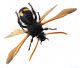 Comb3937rc-15L6.jpg