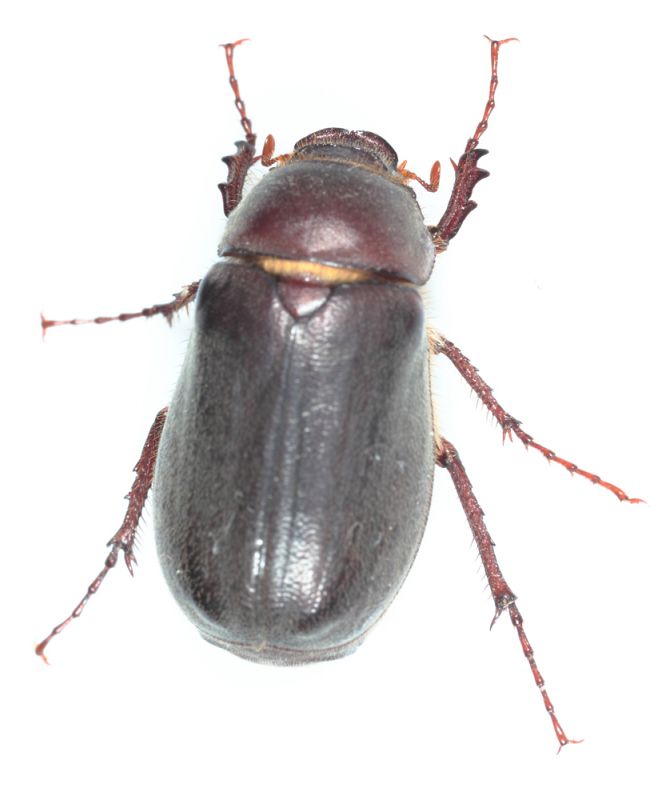 muffa mosca 035.jpg