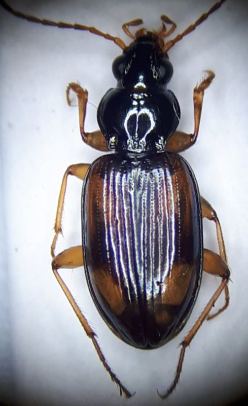 Bembidion.jpg