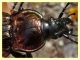 Carabus morbillosus bruttianus 11.6.2023 - Capo Vaticano - (24).JPG
