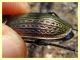 Carabus morbillosus bruttianus 11.6.2023 - Capo Vaticano - (12).JPG