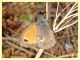 Coenonympha sp. - 9.6.2023 - Capo Vaticano - (7).JPG