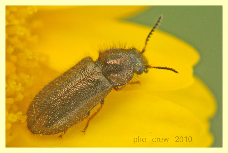 piccolo Coleottero Anzio 30.5.2010.JPG