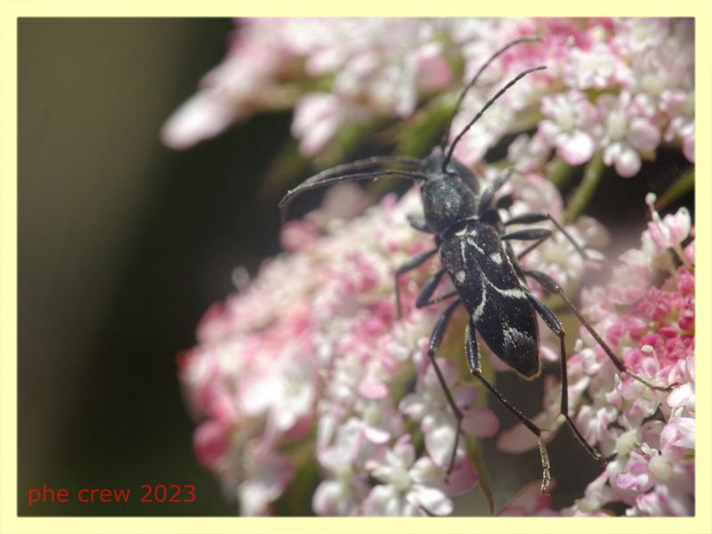 Chlorophorus sartor - Capo Vaticano - 9.6.2023 - (2).JPG