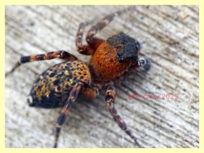 Salticidae 9.6.2023 - Capo Vaticano - (4).JPG