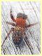 Salticidae 9.6.2023 - Capo Vaticano - (17).JPG