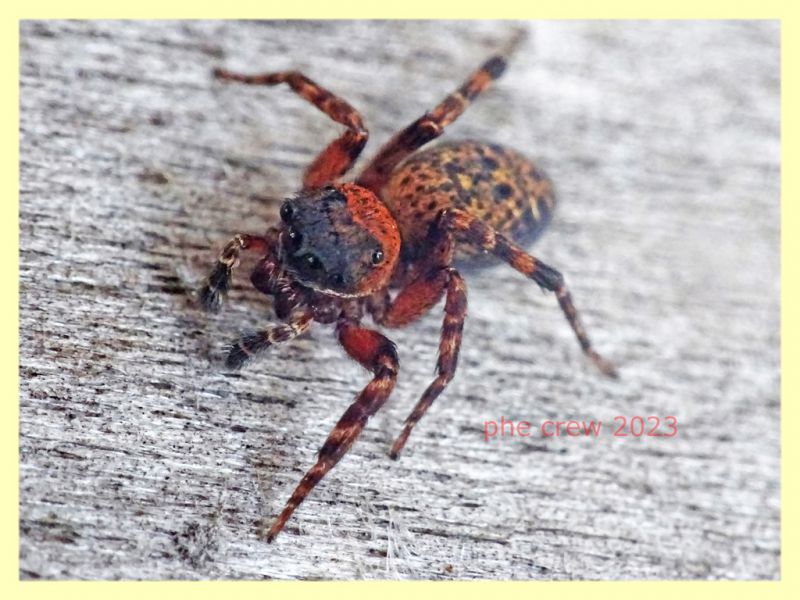 Salticidae 9.6.2023 - Capo Vaticano - (16).JPG