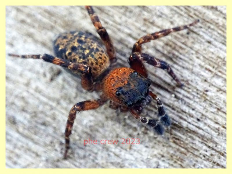 Salticidae 9.6.2023 - Capo Vaticano - (2).JPG