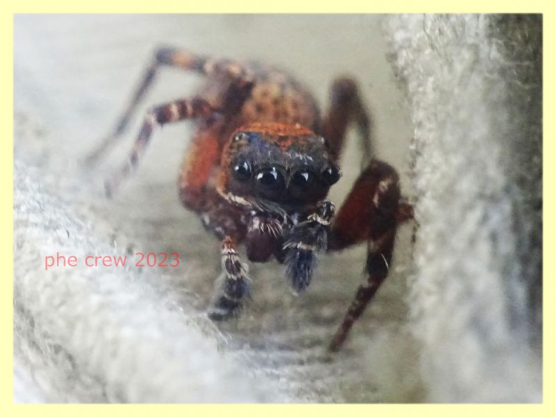 Salticidae 9.6.2023 - Capo Vaticano - (11).JPG