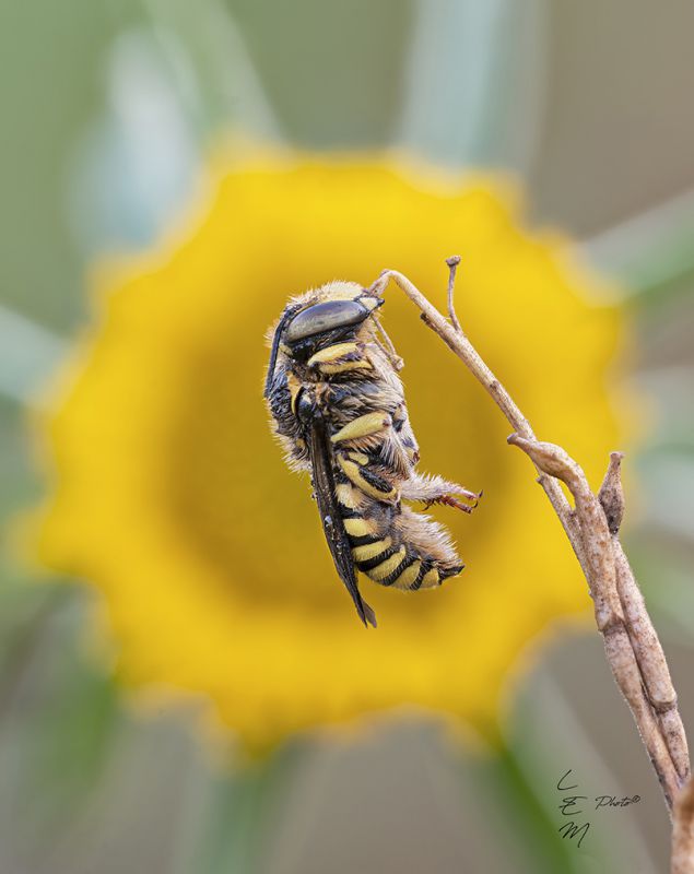 Anthidium oblongatum (Illiger, 1806).jpg