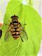 Myathropa florea (Linnaeus 1758)  (1).JPG