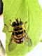 Myathropa florea (Linnaeus 1758)  (2).JPG