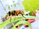 Myathropa florea (Linnaeus 1758)  (3).JPG