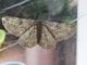 ascotis sotto.jpg