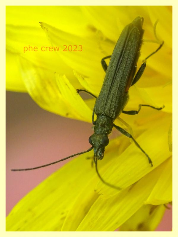 Oedemeridae 10.6.2023 - Capo Vaticano -  (5).JPG