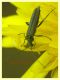 Oedemeridae 10.6.2023 - Capo Vaticano -  (4).JPG