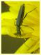 Oedemeridae 10.6.2023 - Capo Vaticano -  (3).JPG