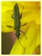 Oedemeridae 10.6.2023 - Capo Vaticano -  (6).JPG