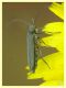 Oedemeridae 10.6.2023 - Capo Vaticano -  (8).JPG