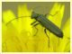 Oedemeridae 10.6.2023 - Capo Vaticano -  (1).JPG
