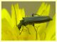 Oedemeridae 10.6.2023 - Capo Vaticano -  (2).JPG