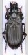 tn_Pterostichus Turchia habitus.jpg