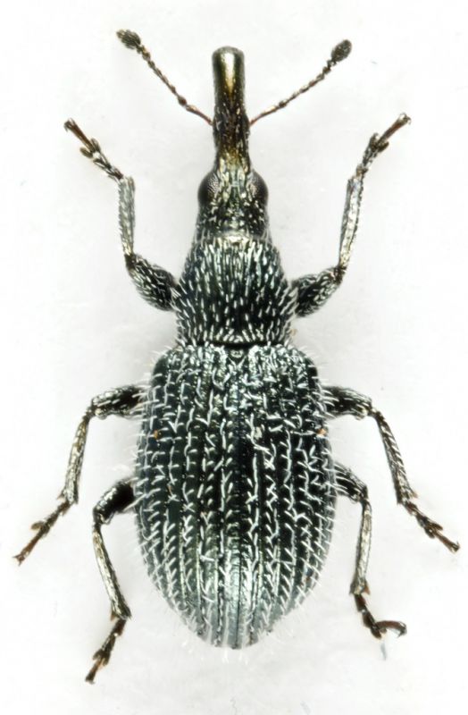 Prhissotrichum (Phrissotrichum) tubiferum (Gyllenhal, 1833) - Apionidae1.jpg