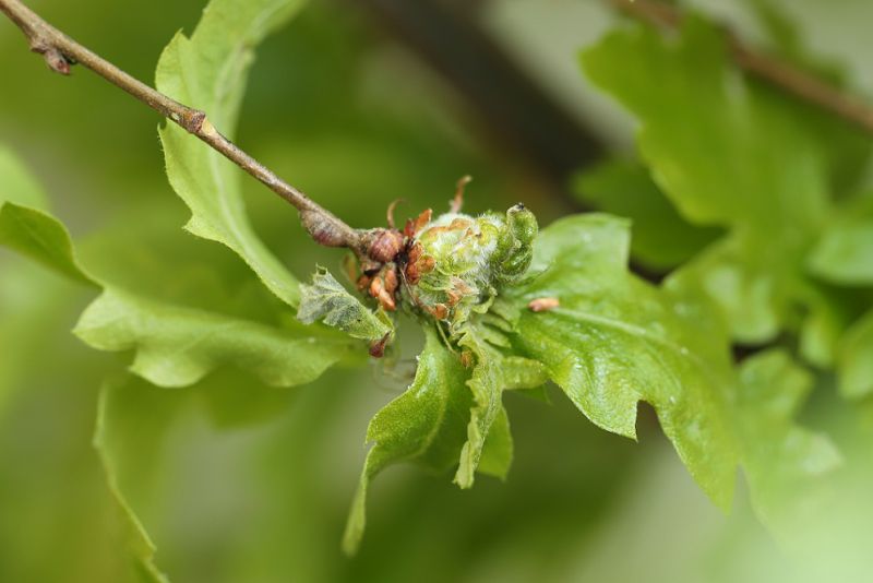 Andricus_truncicolus_neogalla_cerro.JPG