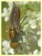 Riponnensia splendens 12.6.2023 - Sant' Eufemia Lamezia - (7).JPG