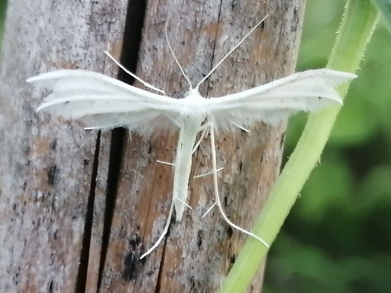 Pterophorus pentadactylus.jpg