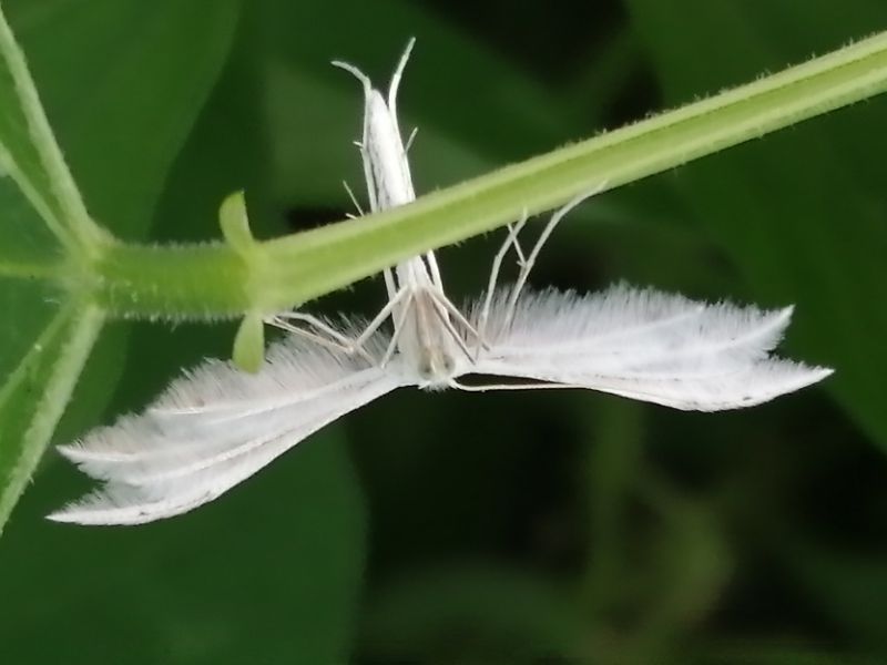 Pterophorus pentadactylus 1.jpg