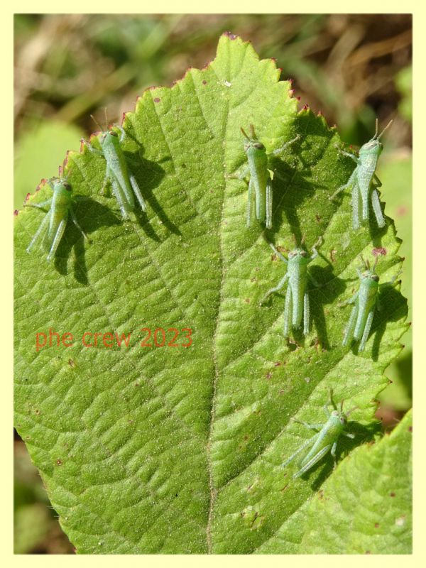 aegyptium nymph Anzio 14.7.2023 - (23).JPG