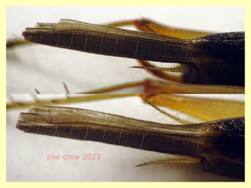 Trigonidium cicindeloides forma olottera - Anzio 14.7.2023 - (4).JPG