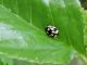 coccinellide.jpg