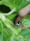 coccinellide2.jpg